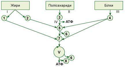Розгляньте схему катаболізму жирів, полісахаридів і білків, наведену на малюнку 4. Складіть власну.