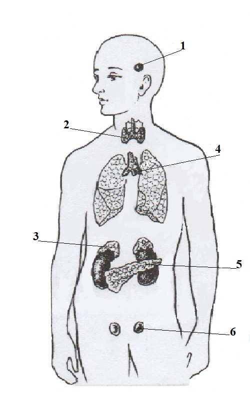 Задание 1 1. Рассмотрите рисунок. Определите, какими цифрами на рисунке обозначены железы внутренней