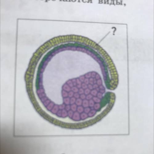 2. Назовите зародышевый листок позвоночного живот- ного, обозначенный на рисунке вопросительным знак