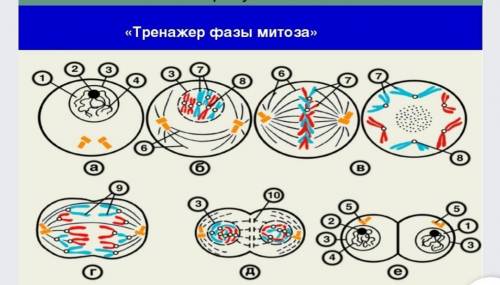 Определите какие фазы митоза и что указано на рисунке? ​