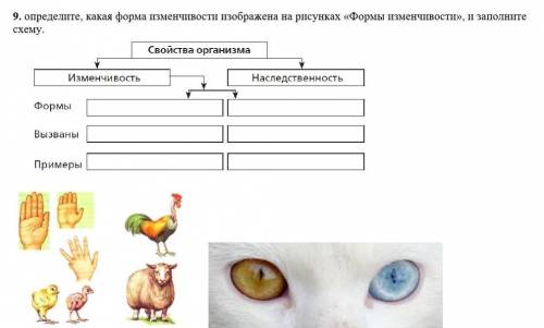 определите, какая форма изменчивости изображена на рисунках «Формы изменчивости», и заполните схему.