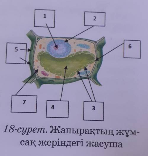 7. Жапырақтың жұмсақ жеріндегі жасушасының суретін қара (18-сурет).Органоидтарды: қабықша, цитоплаз-