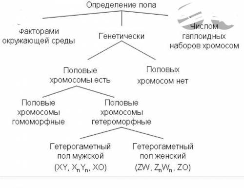 Составьте схему мужскую и женскую половую систему рыб​