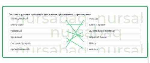 Соотнеси уровни организации живых организмов с примерами