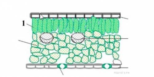 К какой ткани относятся клетки, обозначенные на рисунке цифрой 1?