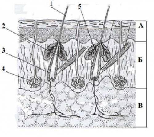 Рассмотрите рисунок, напишите названия структур кожи, обозначенных цифрами.