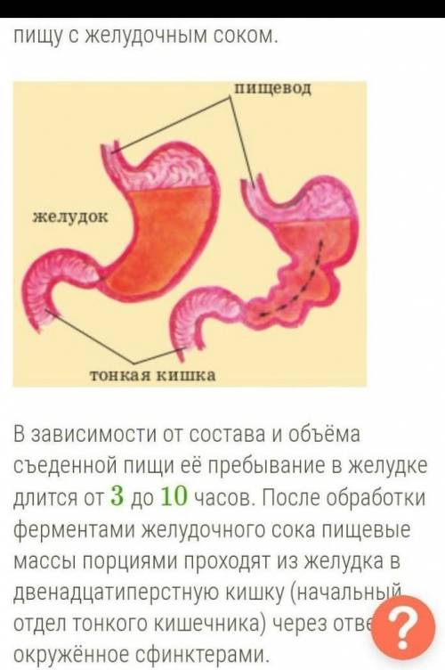 Конспект по теме пищеварение животных зарание