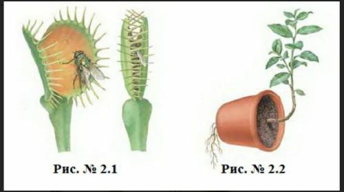 (i)              Дайте названия типов  движений растений на рисунках № 2.1, 2.2. № 2.1№ 2.2 (ii)    