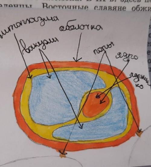 1. Зарисовать строение клетки с. 25, рис.17. Подпишите составные части клетки.ЦитоплазмаЯдроЯдрышкоВ