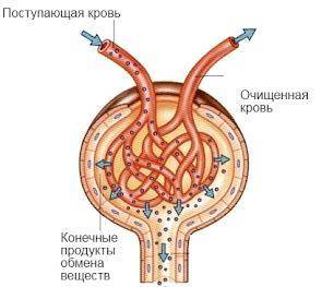 Рассмотрите рисунок. Какие процессы на нем изображены? фильтрация крови фильтрация первичной мочи об