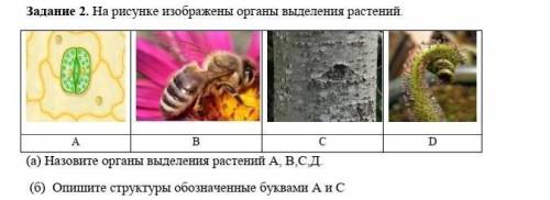 Задание 2. На рисунке изображены органы выделения растений А В D (а) Назовите органы выделения расте