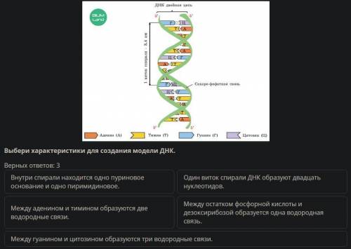 Выбери характеристики для создания модели ДНК