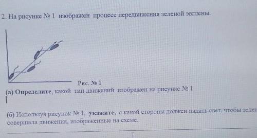 2. На рисунке № 1 изображен процесс передвижения зеленой эвглены. IНАРис. No i|(а) Определите, какой