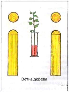 №1 Как называют процесс, в ходе которого возник наблюдаемый результат? В изображенном на рисунке опы