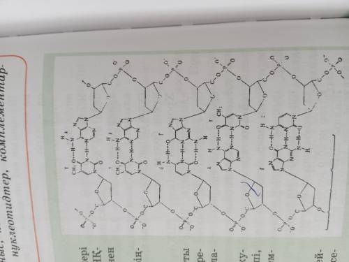 Мына сурет бойынша ДНҚ молекуласындағы химиялық байланыс типі, олардың құрамбөліктері мен өлшемдері