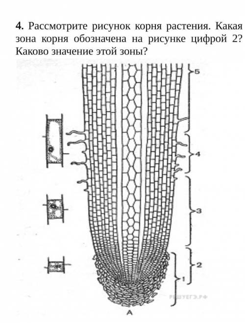 Расмотрите рисунок корня. Какая зона обозначена на рисунке цифрой 2? Каково значения этой зоны?