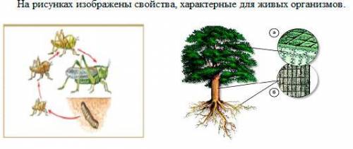 Определите, какое свойство живых организмов изображено на каждой картинке.