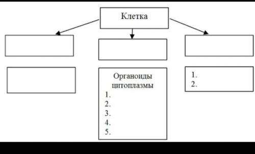 Назовите основные компоненты клетки ​