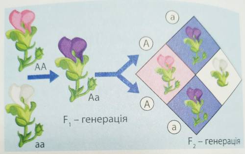 Поясніть символи, що їх використано на ілюстрації схеми моногібридного схрещування