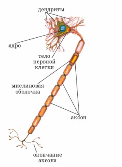 Подпишите основные компоненты нервной клетки Нейрон .