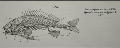 Расмотрите скелет рыбы что обозначено цифрами 1-8?