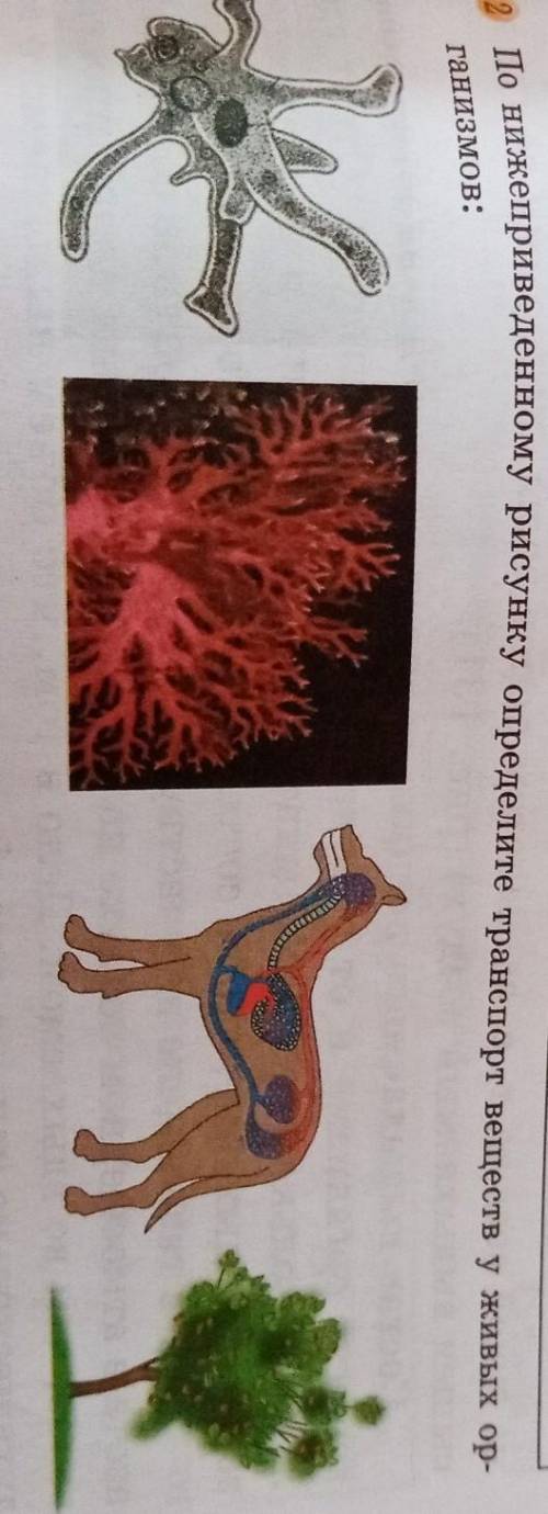 По нижеприведенному рисунку определите транспорт веществ у живых ор- ганизмов:
