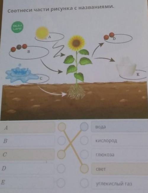 Соотнеси части рисунка с названиями. ABEА AводаВКислородСГлюкозаDСветEуглекислый газ​