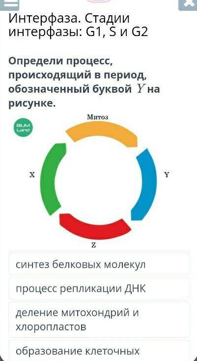 Определи процесс происходящий период обозначенный буквой Y на рисунке ​