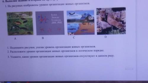 6. Выполни задание и отправь на проверку 1. На рисунках изображены уровни организации живых организм