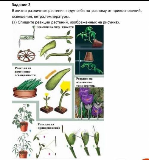 В жизни различные растения ведут себя по-разному от прикосновений, освещения, ветра,температуры. (a)