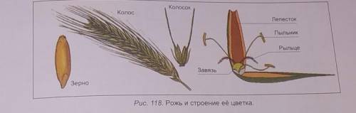 кто умеет рисовать просто я так себе рисую нарисуйте