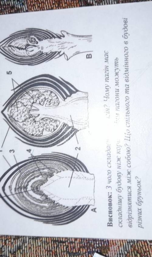 Зачаткові бруньки, зачаткові листки, зачаткове стебло, зачаткові квіти.6352AБВВисновок: 3 чого склад