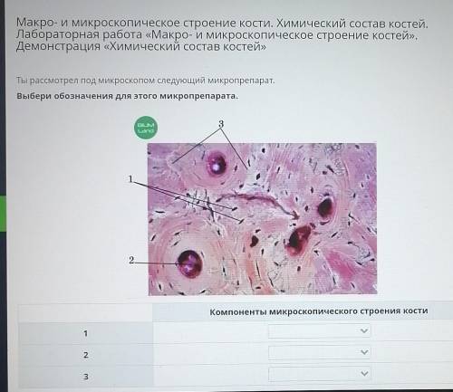 Макро- и микроскопическое строение кости. Химический состав Костей. Лабораторная работа «Макро- и ми