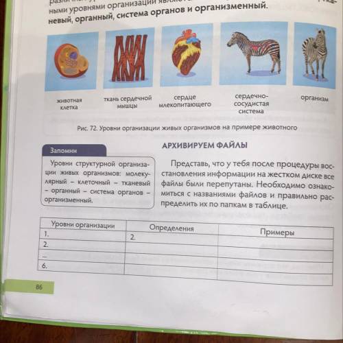 АРХИВИРУЕМ ФАЙЛЫ Бной организа- низмов: молеку- ный тканевый стема органов Представь, что у тебя пос