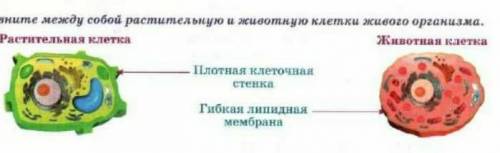 3. Сравните между собой растительную и животную клетки живого организма. Растительная клетка Животна