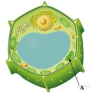 Каково значение этой структуры в жизнедеятельности клетки?
