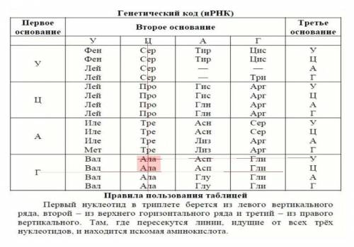 Амінокислота яка кодується триплетом ггг​