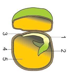 Строение гороха:1-2-3-4-5- большое!​