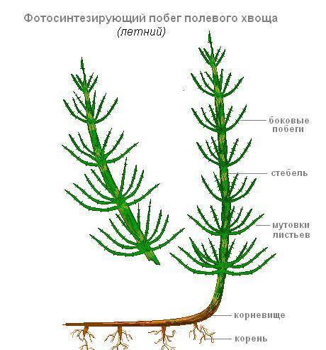 Строение листа(весенний и летний побег)