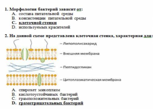 БИОЛОГИЯ - HELP 1)У каких бактерий можно обнаружить многослойный пептидогликан? 2)Как еще называют м