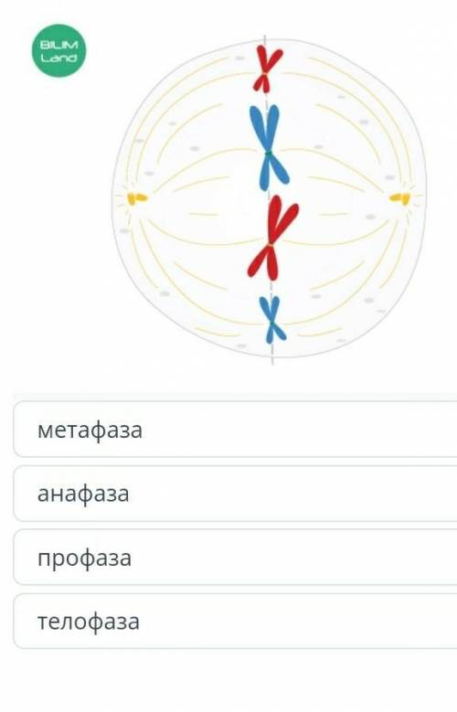 Назовите переод деления клетки, следующий за переодом,показанным нарисунке?​