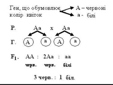 Які генотипи й фенотипи нащадків буде отримано в результаті схрещування двох гетерозиготних за цим г