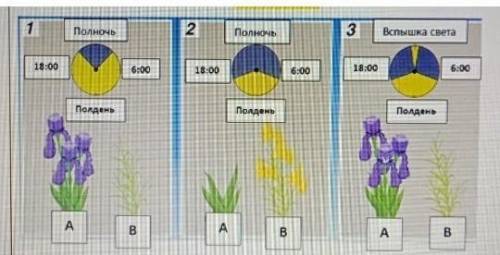 Задание 2. Рассмотрите рисунок. Растение А – растение длинного светового дня, а растение В – коротко