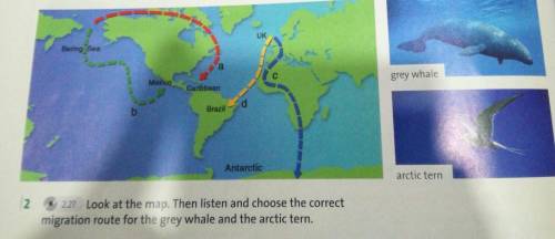 Look at the map. Then listen and choose the correct migration route for the grey whale and the arcti