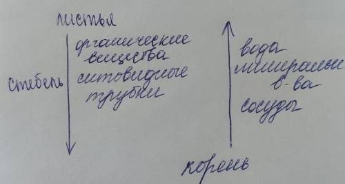 УМОЛЯЮ ОЧЕНЬ НАДО Составьте схему транспорта веществ используя слова: стебель, корень, листья, сосуд