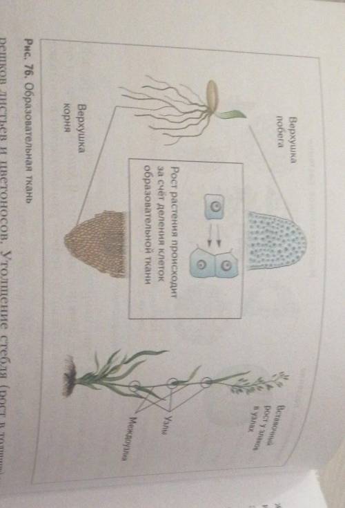 Используя рисунки 76-77 докажите разделение имени функции клеток в многоклеточном организме​