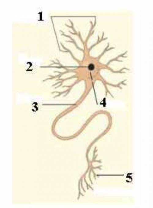 Рассмотрите рисунок нервной клетки и укажите, что обозначено под цифрами.​
