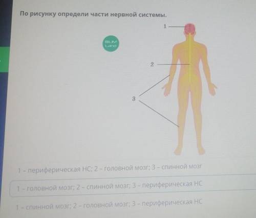 По рисунку определи части нервной системы. - с21 – периферическая НС; 2 – головной мозг; 3 – спинной