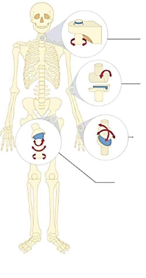 Назвать и описать типы суставов по рисунку​