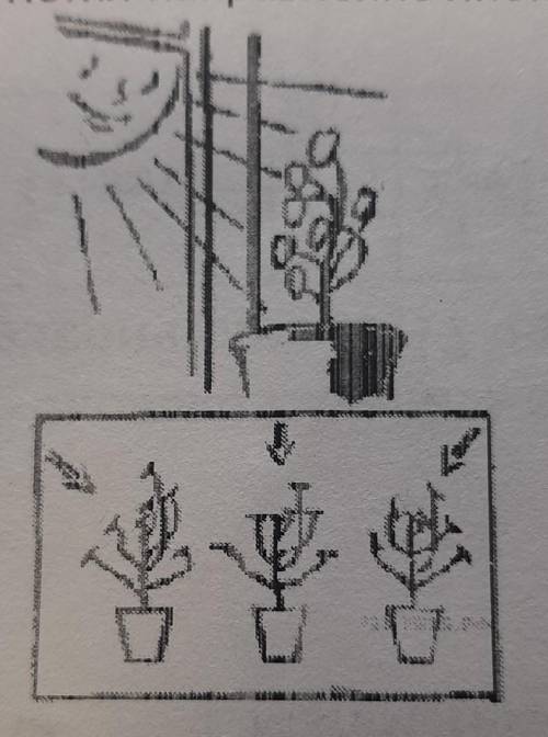 в изображенном на рисунке опыте эксперементатор поместил растение к окну. обратил внимание на направ